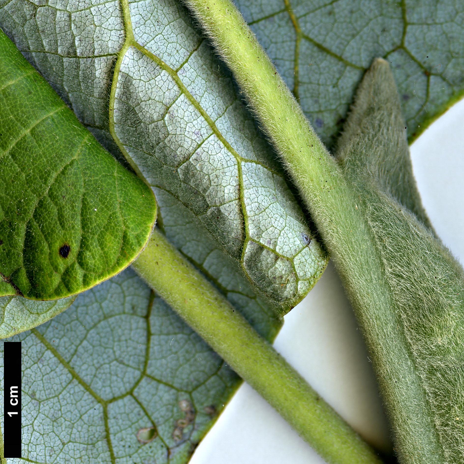 High resolution image: Family: Magnoliaceae - Genus: Magnolia - Taxon: macrophylla - SpeciesSub: var. dealbata